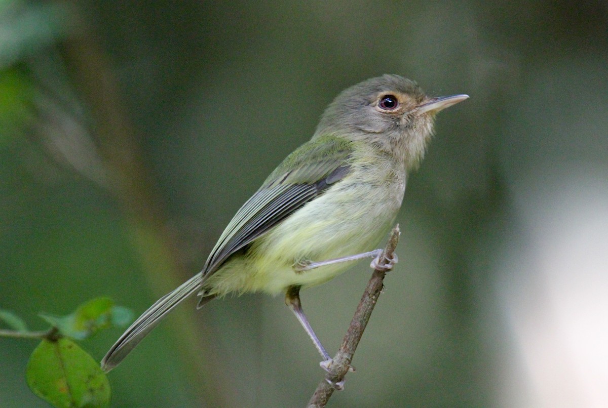 Buff-breasted Tody-Tyrant - Anthony Collerton
