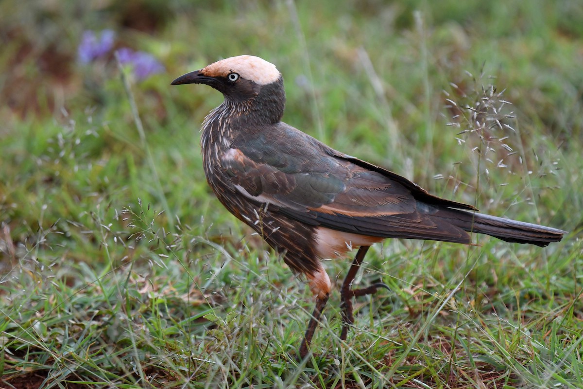 White-crowned Starling - Lev Frid