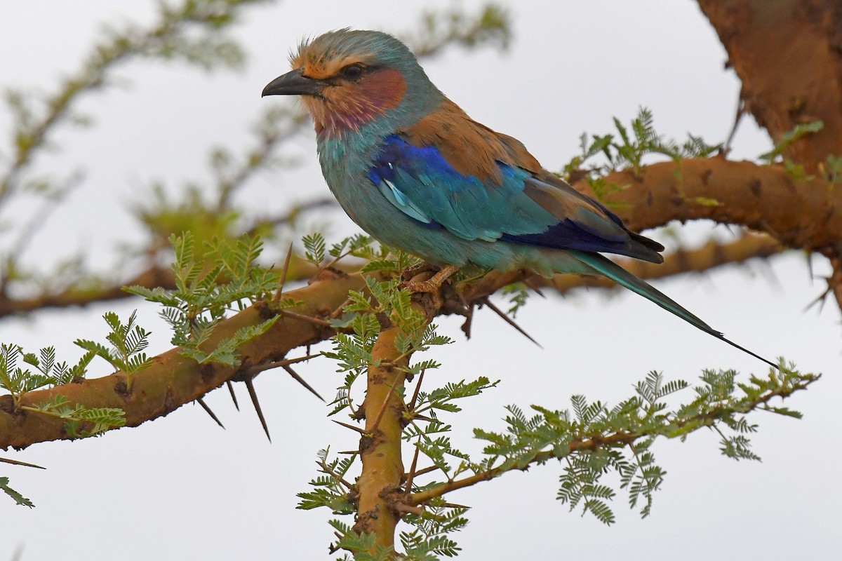 Lilac-breasted Roller (Blue-breasted) - Lev Frid