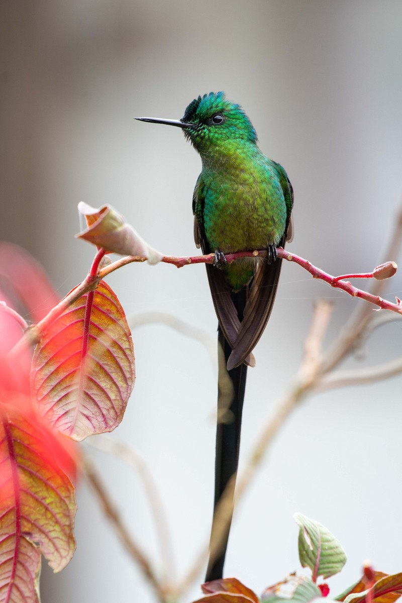 Long-tailed Sylph - ML167723531