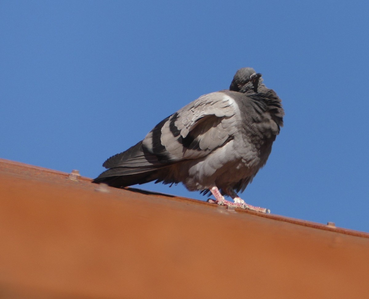 Rock Pigeon (Feral Pigeon) - Kirsti Aamodt