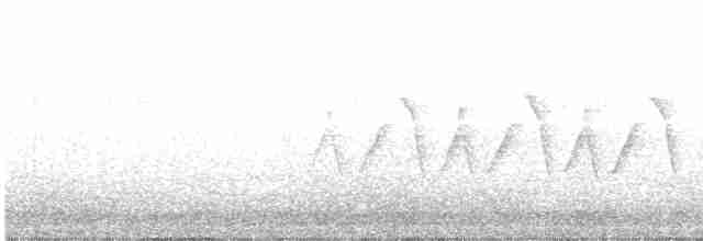 Common Yellowthroat (arizela Group) - ML167726811