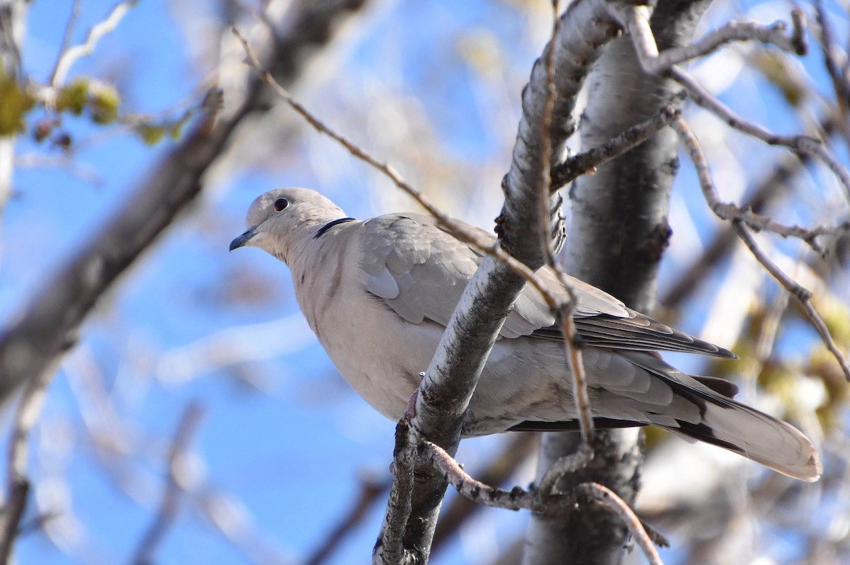 Eurasian Collared-Dove - ML167728501