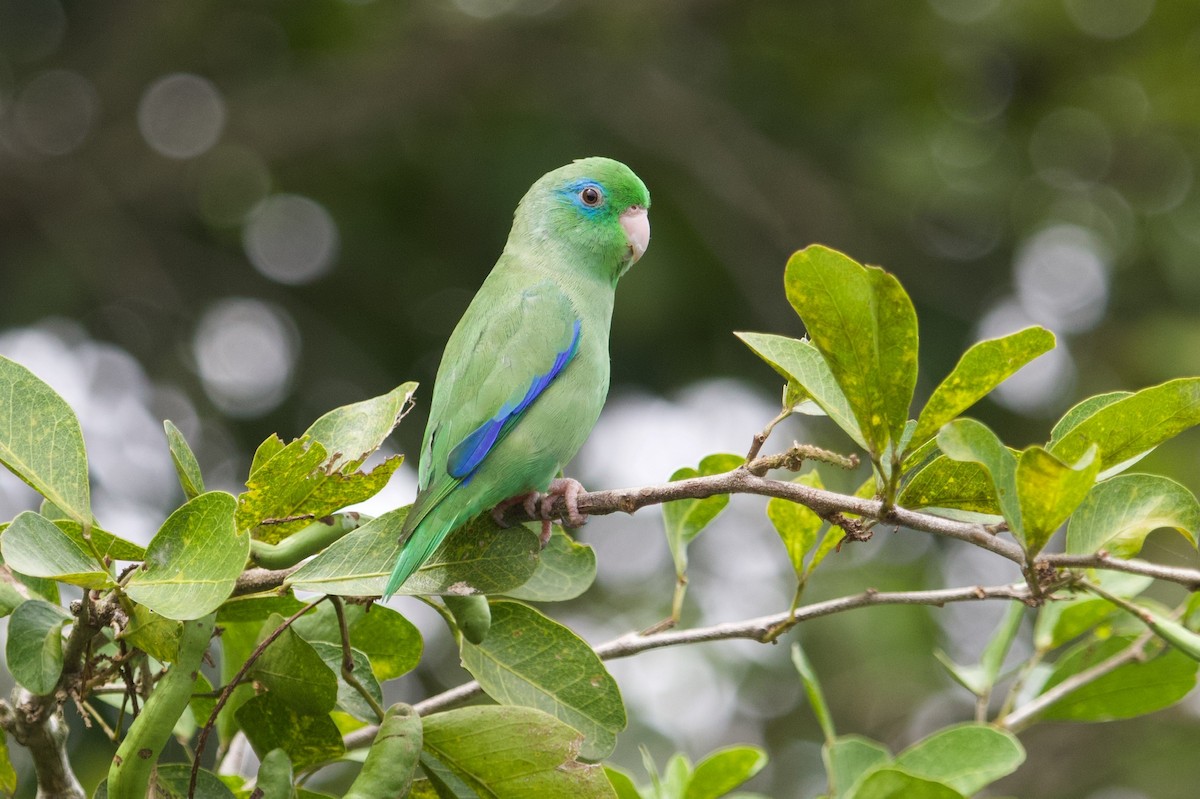 Spectacled Parrotlet - ML167730061