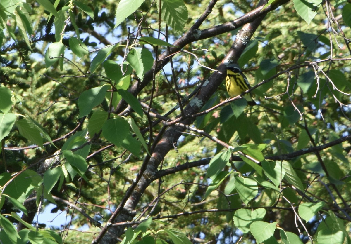 Magnolia Warbler - ML167737641