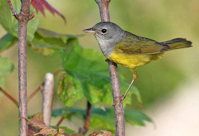 Possible confusion species: Mourning Warbler (<em class="SciName notranslate">Geothlypis philadelphia</em>). - Mourning Warbler - 