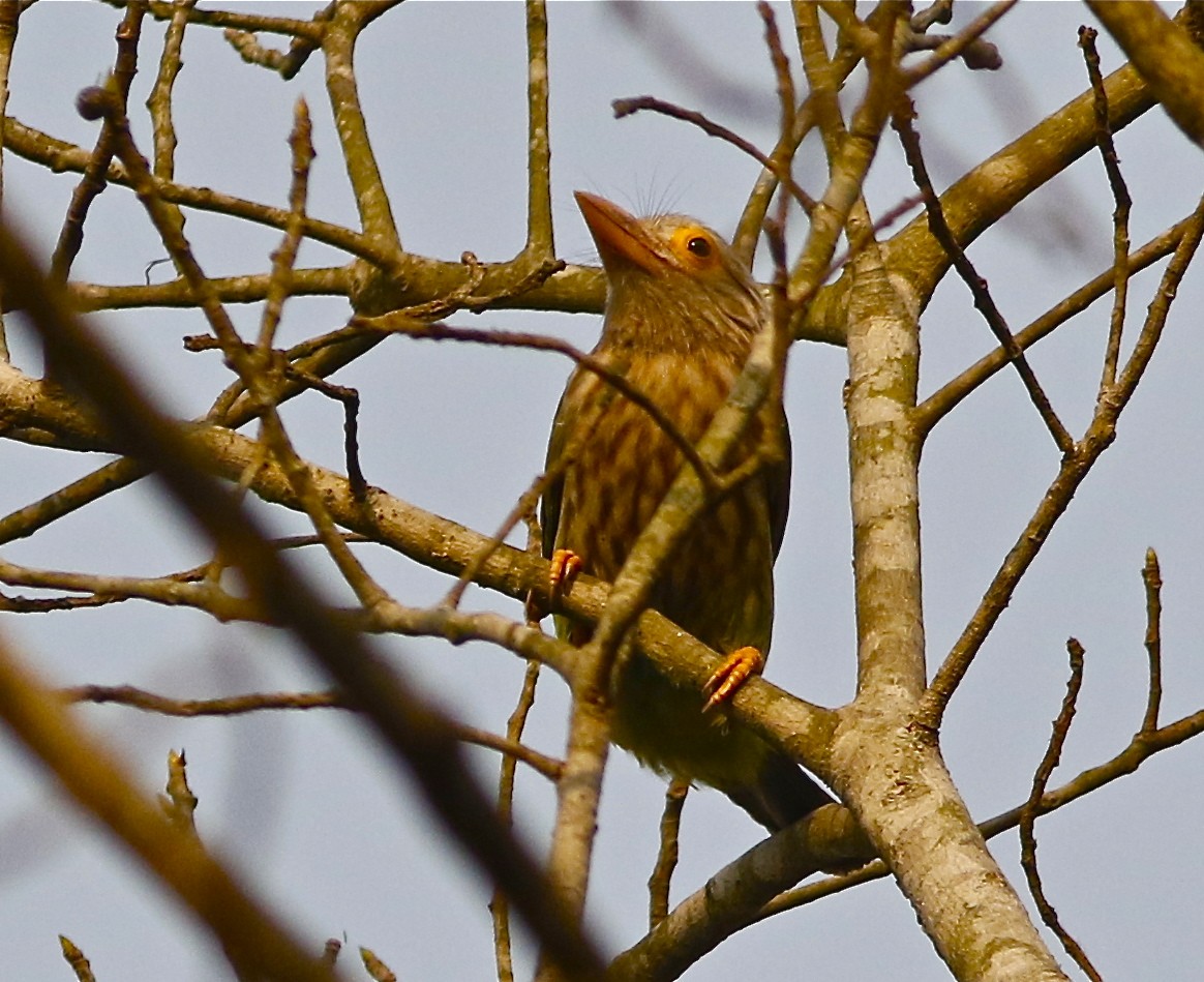 Lineated Barbet - ML167745121