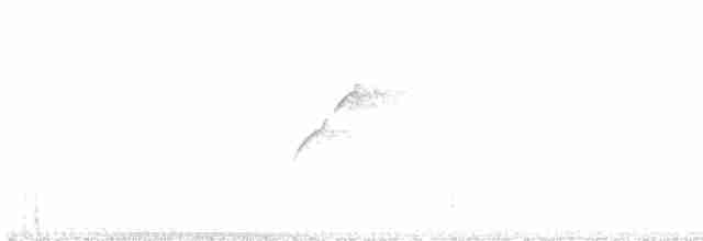 Western Flycatcher (Cordilleran) - ML167750501