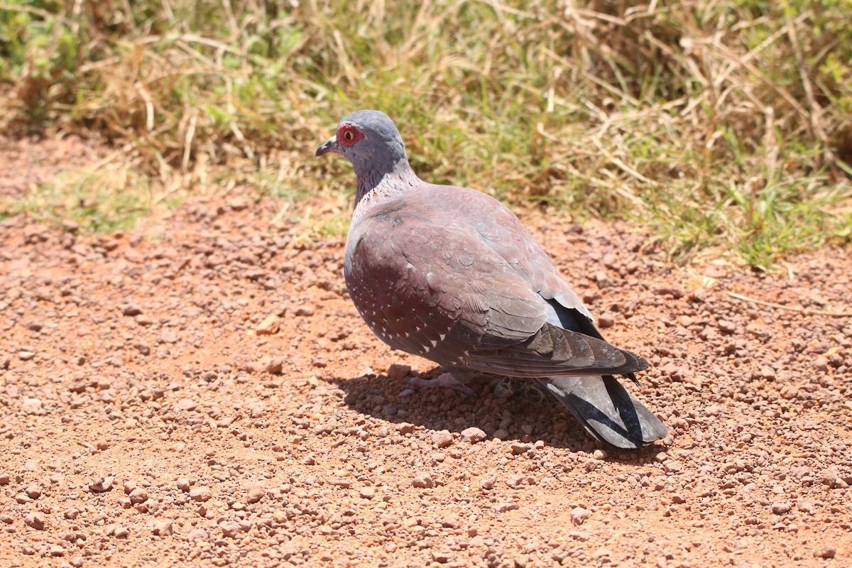 Speckled Pigeon - ML167751141