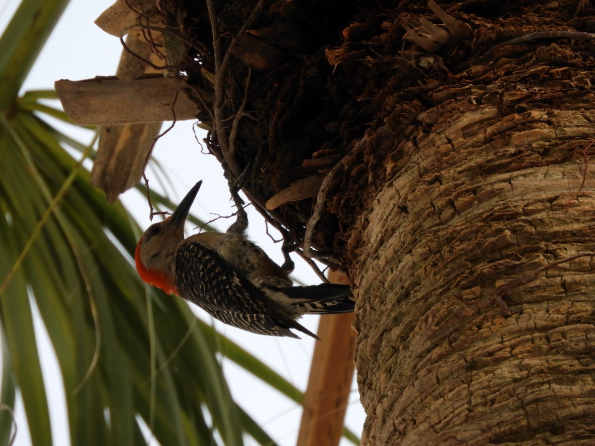 Red-bellied Woodpecker - Jay Breidt