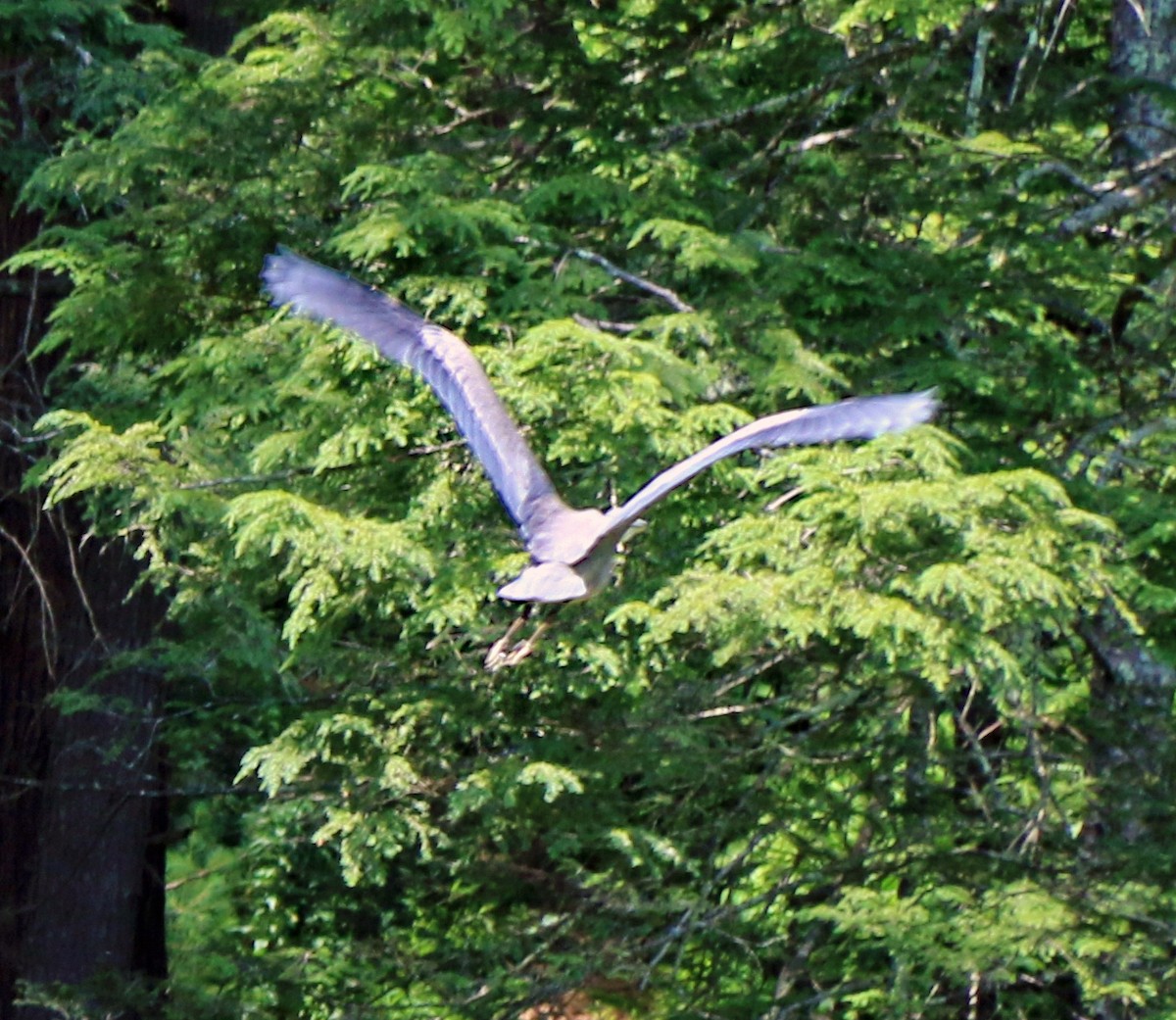 Great Blue Heron - Shilo McDonald