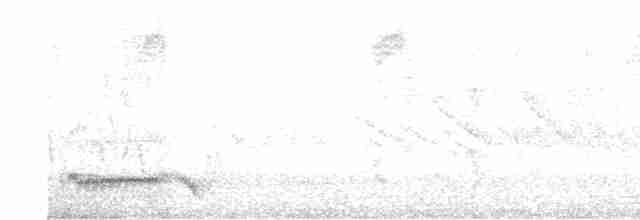 Kara Kanatlı Yer Kumrusu - ML167759451