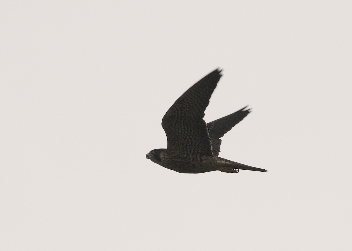 Peregrine Falcon (North American) - Anuar López