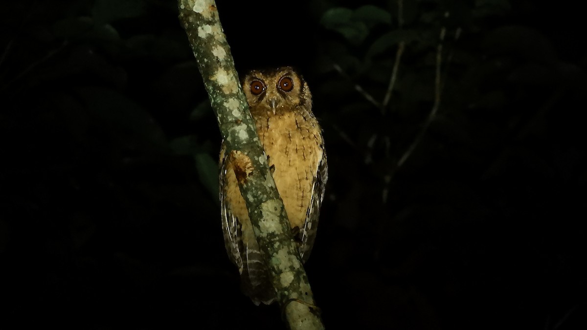 Tawny-bellied Screech-Owl - ML167763661