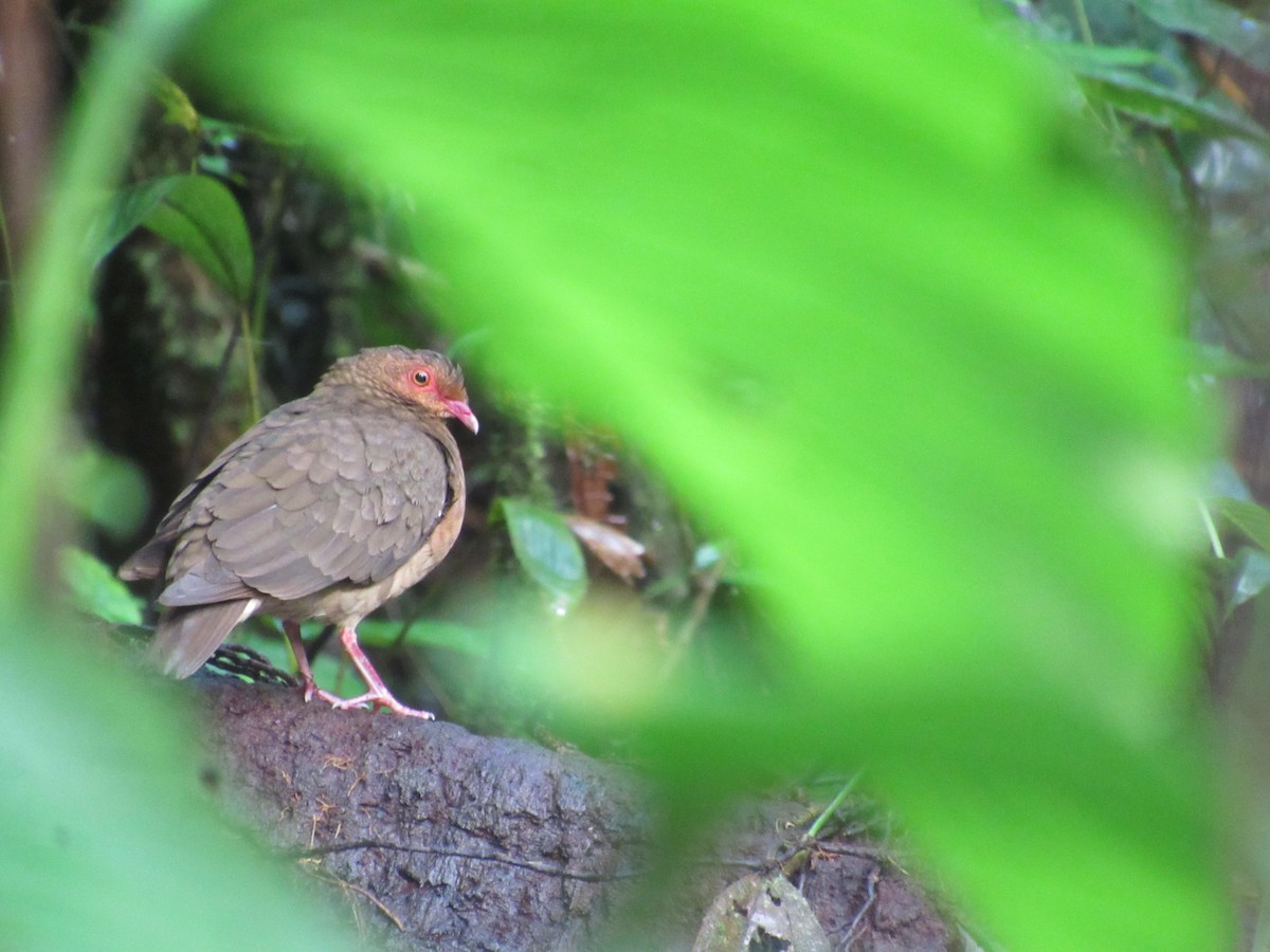 holub hnědočervený - ML167764411