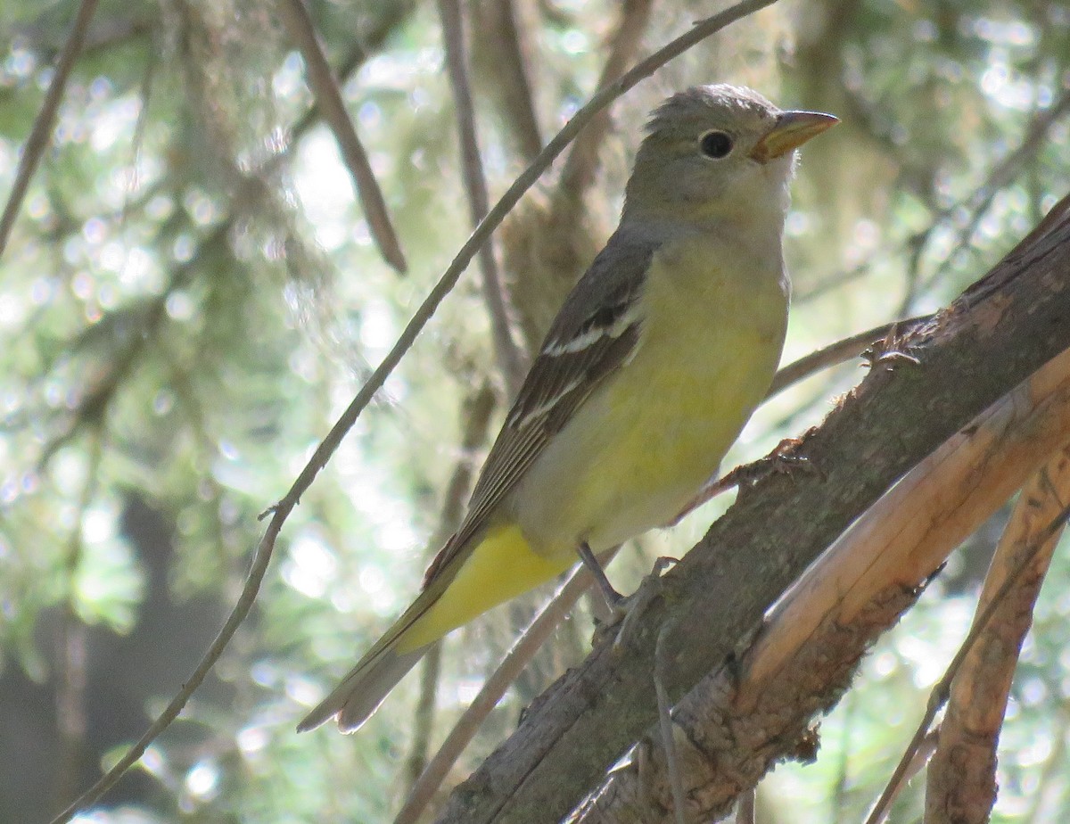 Western Tanager - ML167768291