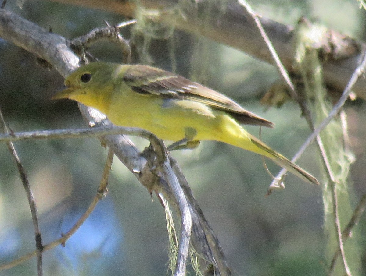 Western Tanager - ML167768541
