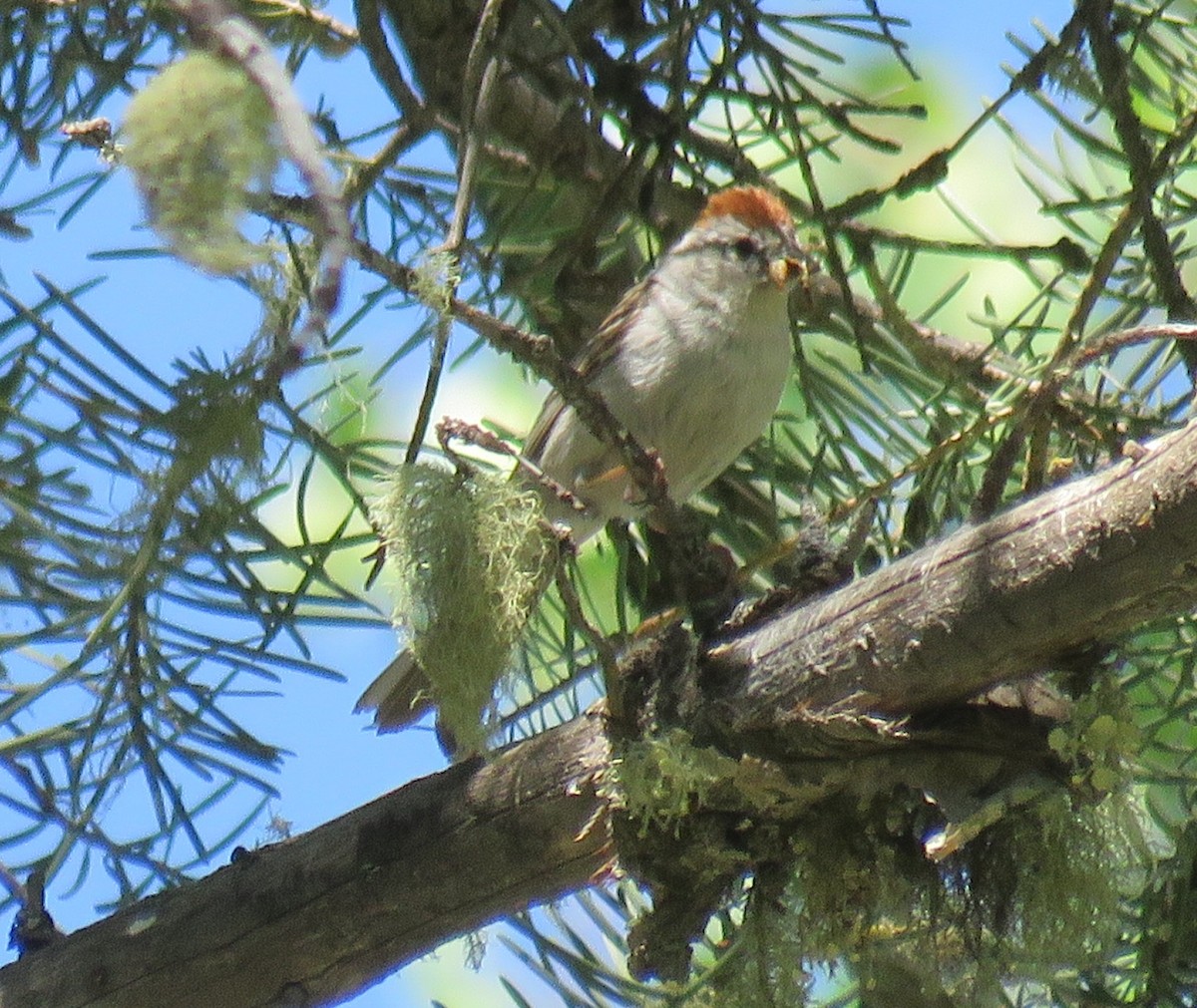 Chipping Sparrow - ML167768611
