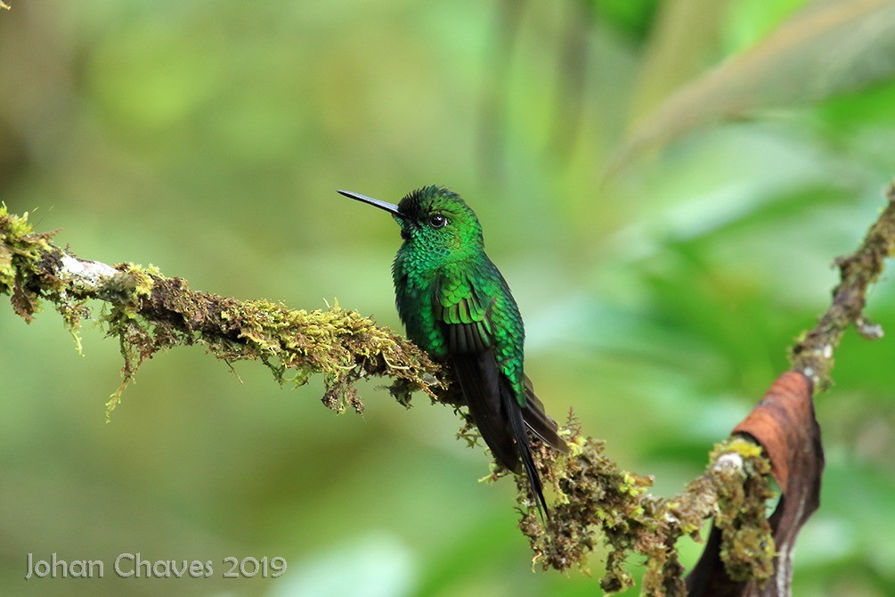 Green-crowned Brilliant - Johan Chaves