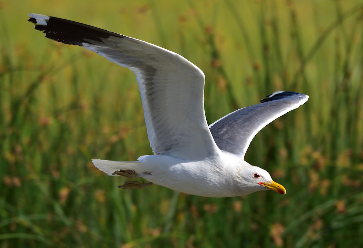 California Gull - Ad Konings