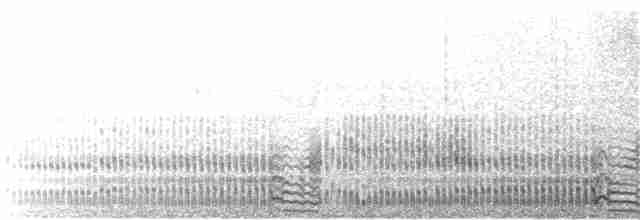 Sturmwellenläufer (pelagicus) - ML167773121