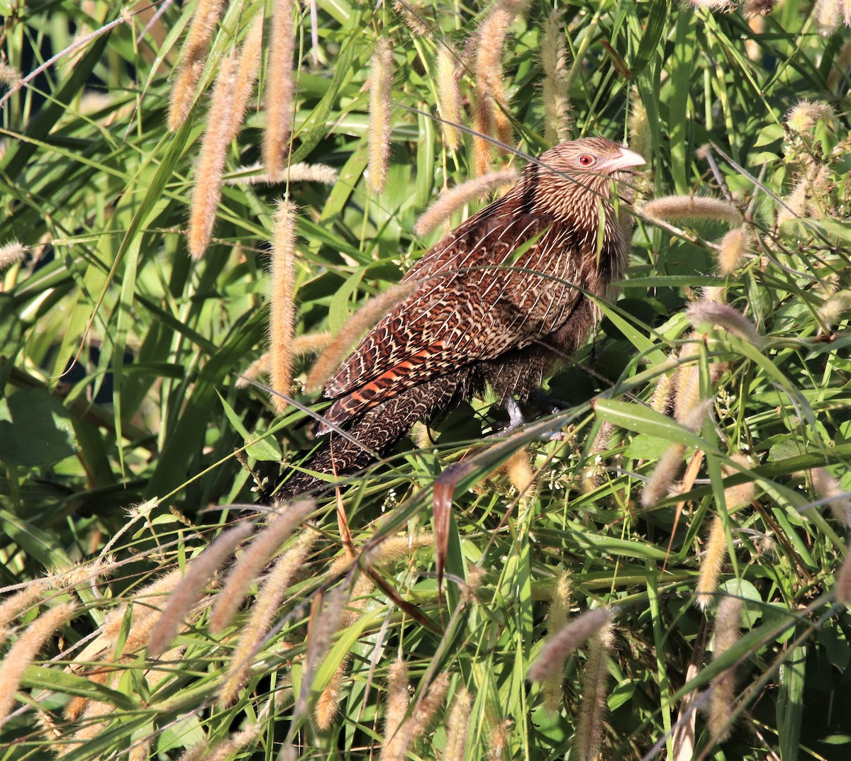 Pheasant Coucal - Ross Brown