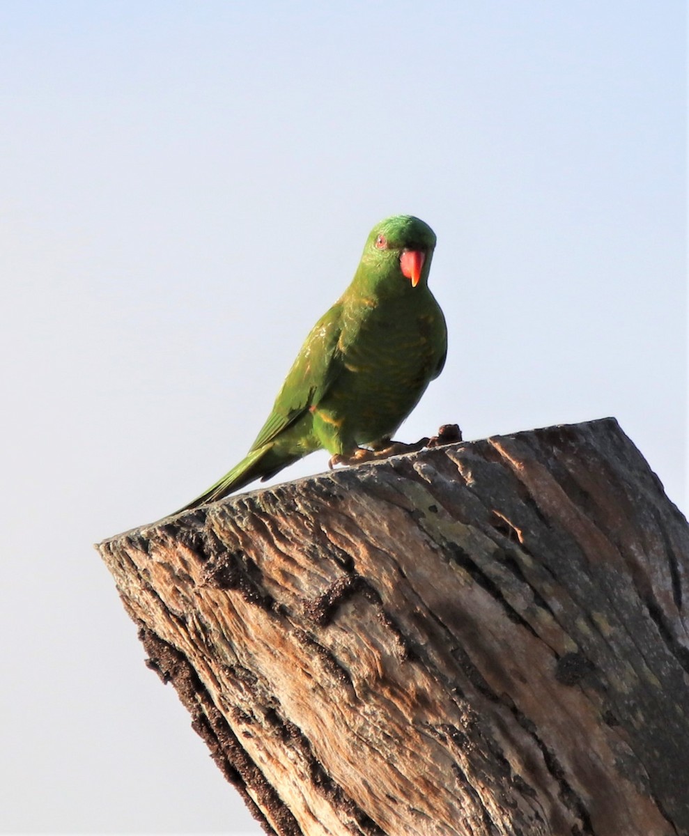 Scaly-breasted Lorikeet - Ross Brown