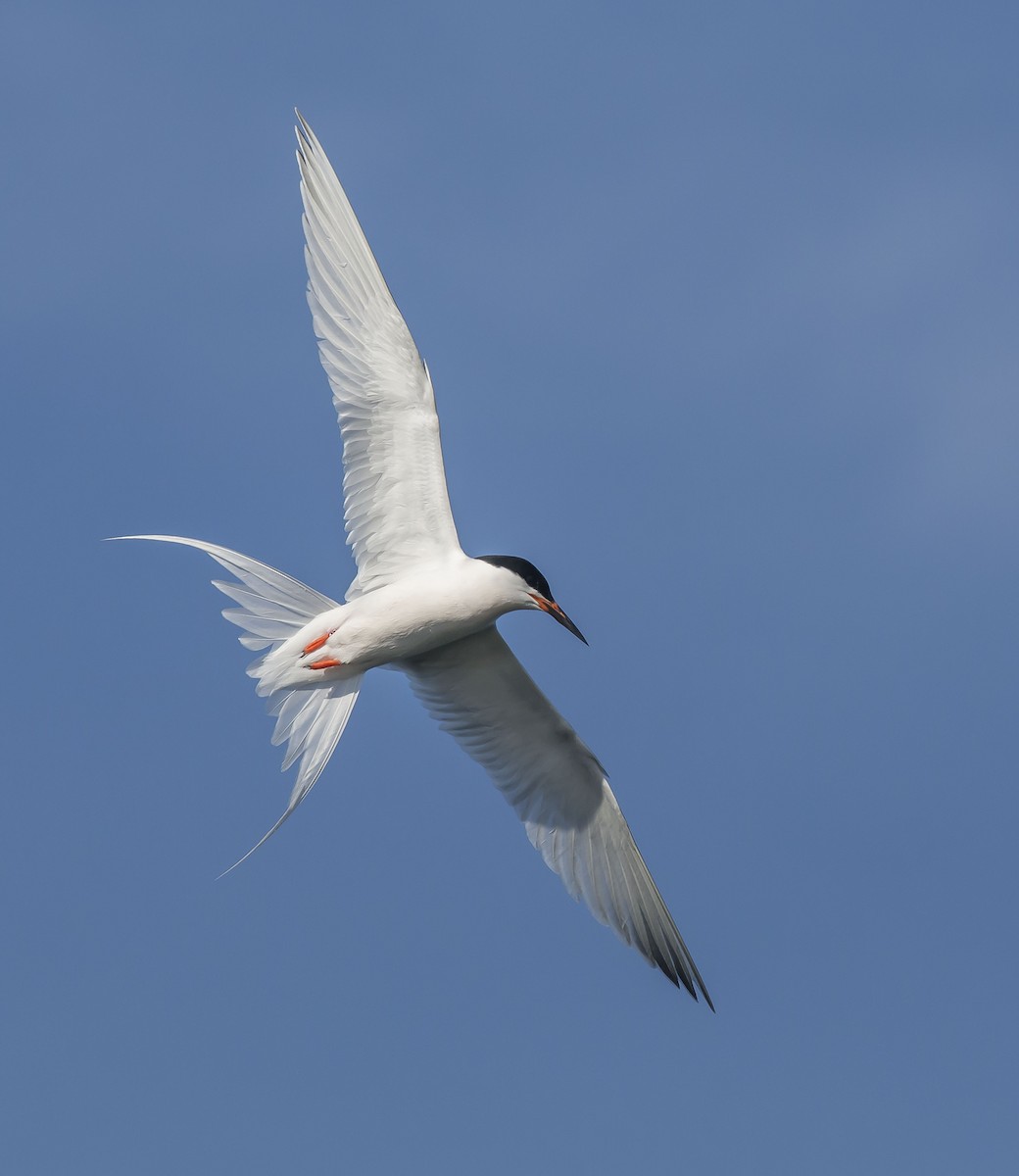 Roseate Tern - Ronnie d'Entremont