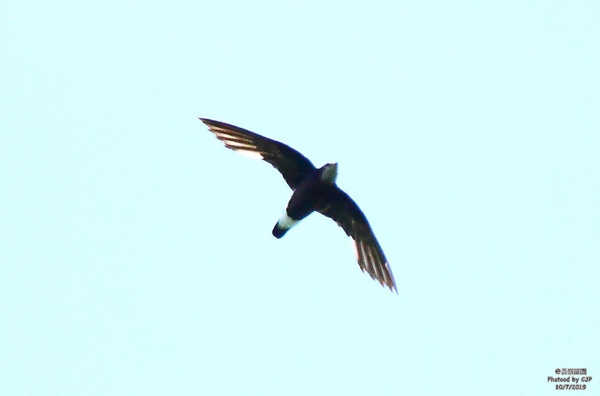 Silver-backed Needletail - ML167778881