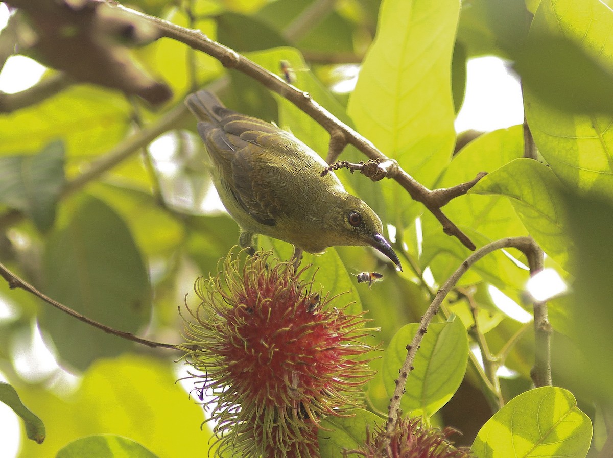 Red-throated Sunbird - Krit Adirek