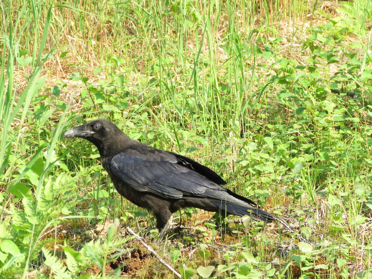 Common Raven - ML167781341