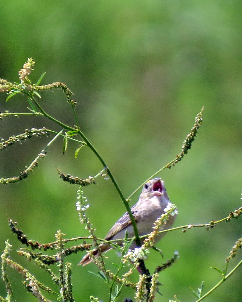 Grasshopper Sparrow - John Flannigan