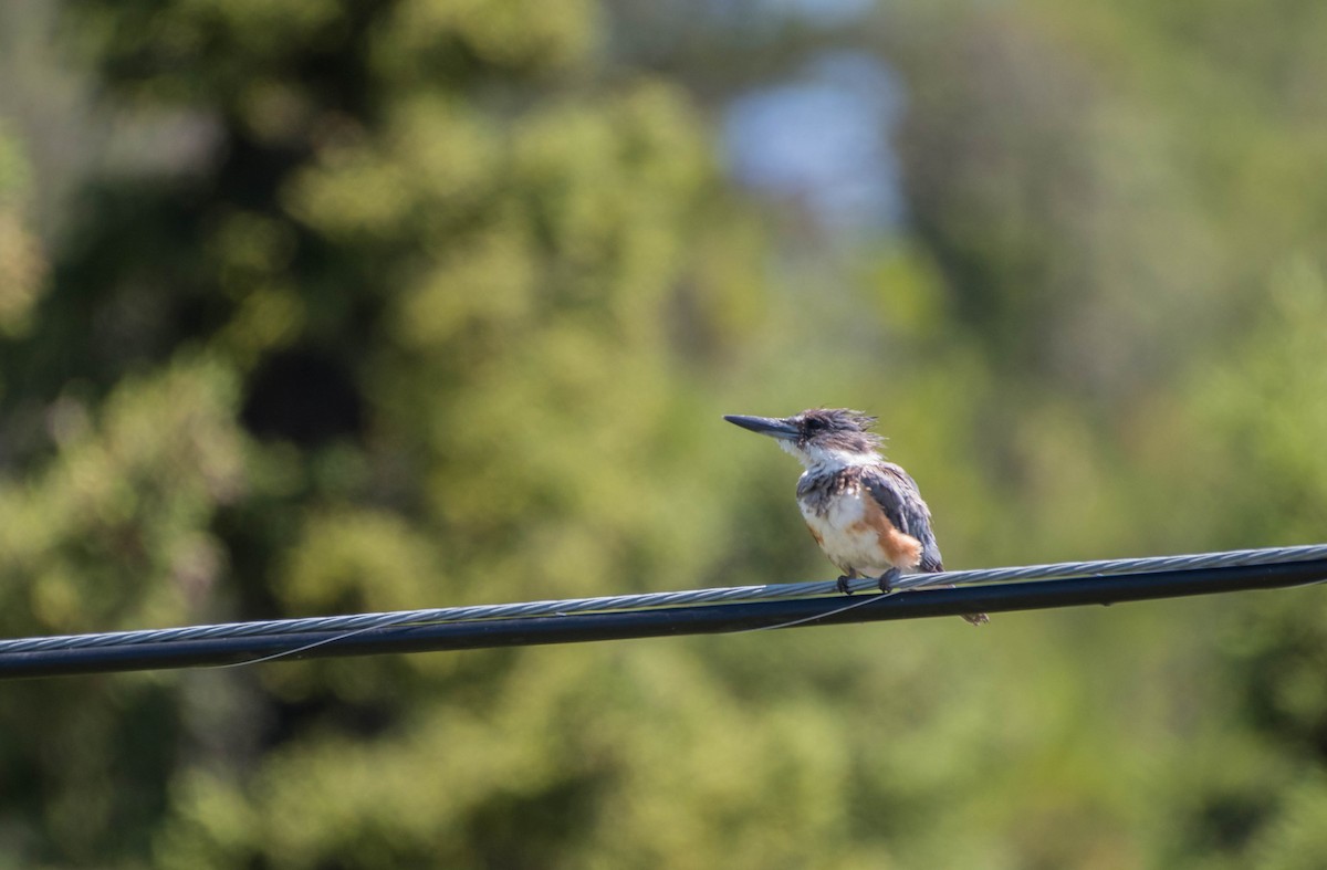 Belted Kingfisher - ML167784311