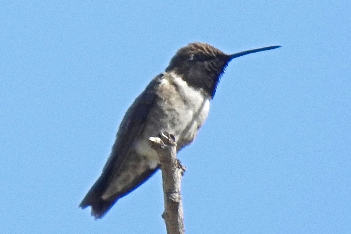 Black-chinned Hummingbird - ML167787431