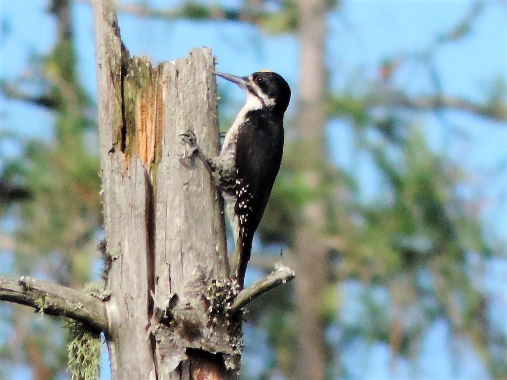 Black-backed Woodpecker - ML167787711