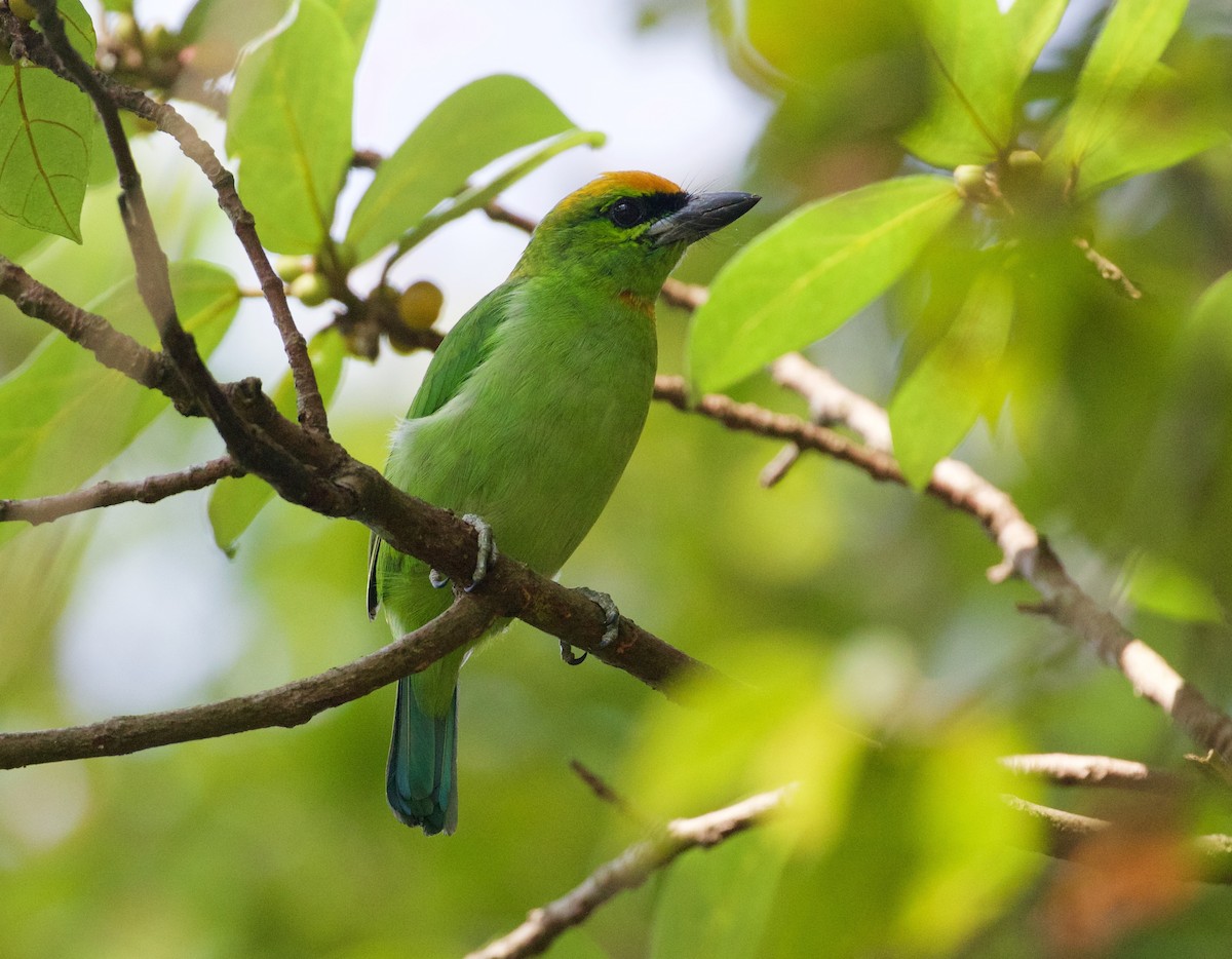 Flame-fronted Barbet - ML167788711