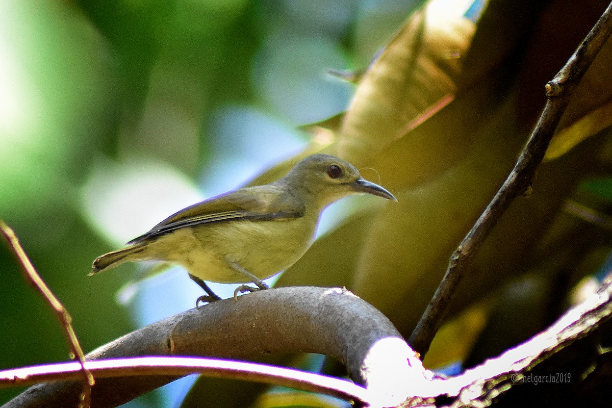 Brown-throated/Gray-throated Sunbird - ML167789361