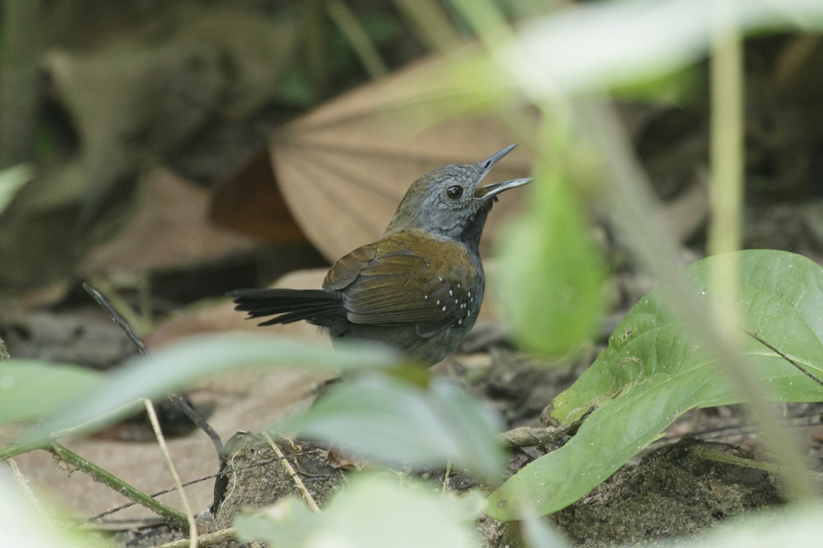 Black-throated Antbird - ML167792241