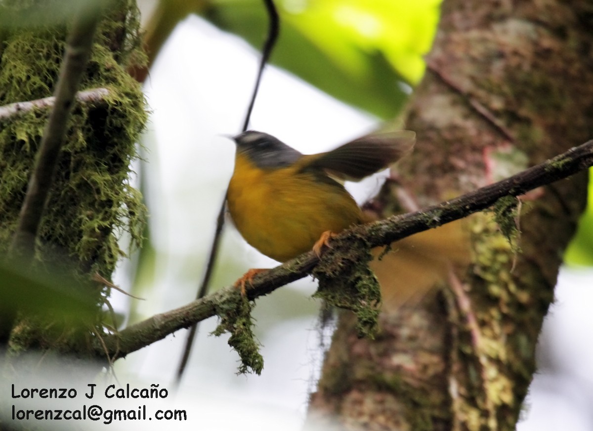 Gray-headed Warbler - Lorenzo Calcaño