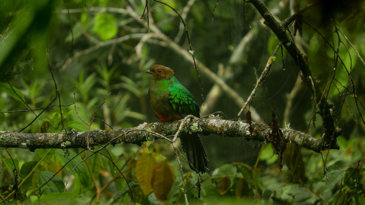 Crested Quetzal - ML167799991
