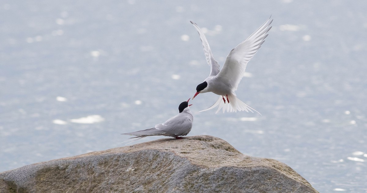 Arctic Tern - Doug Gochfeld