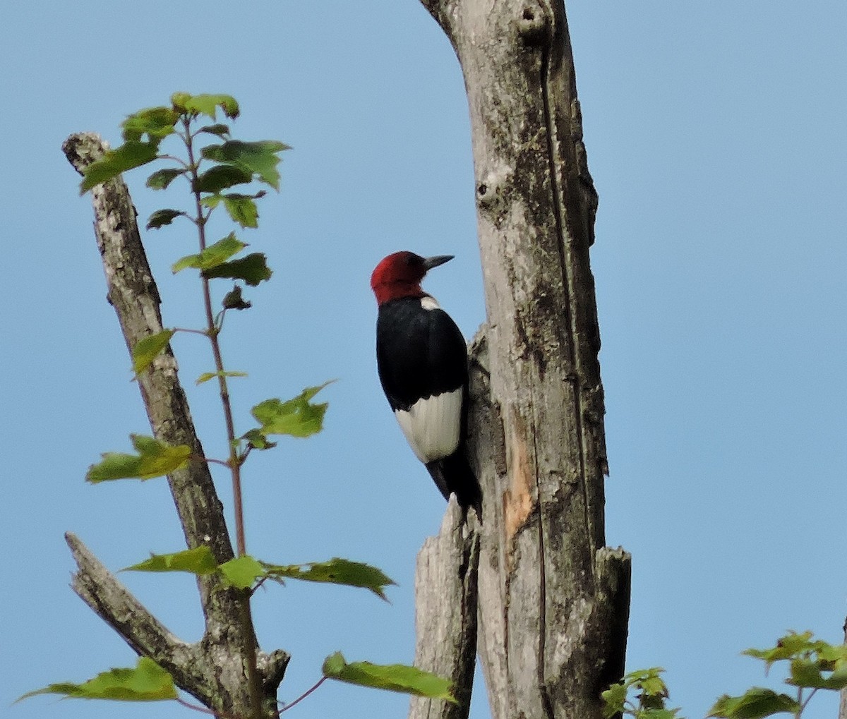Red-headed Woodpecker - ML167804371