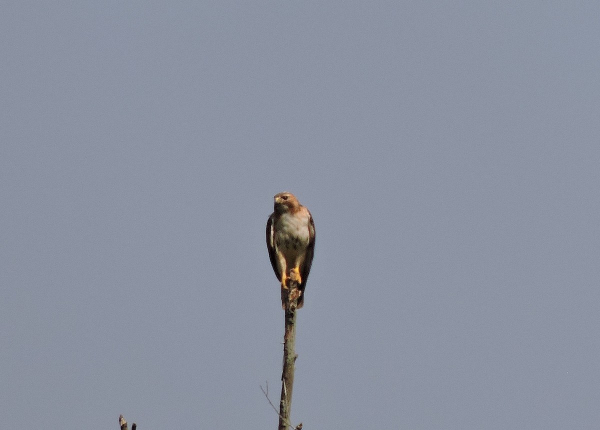 Red-tailed Hawk - ML167804651