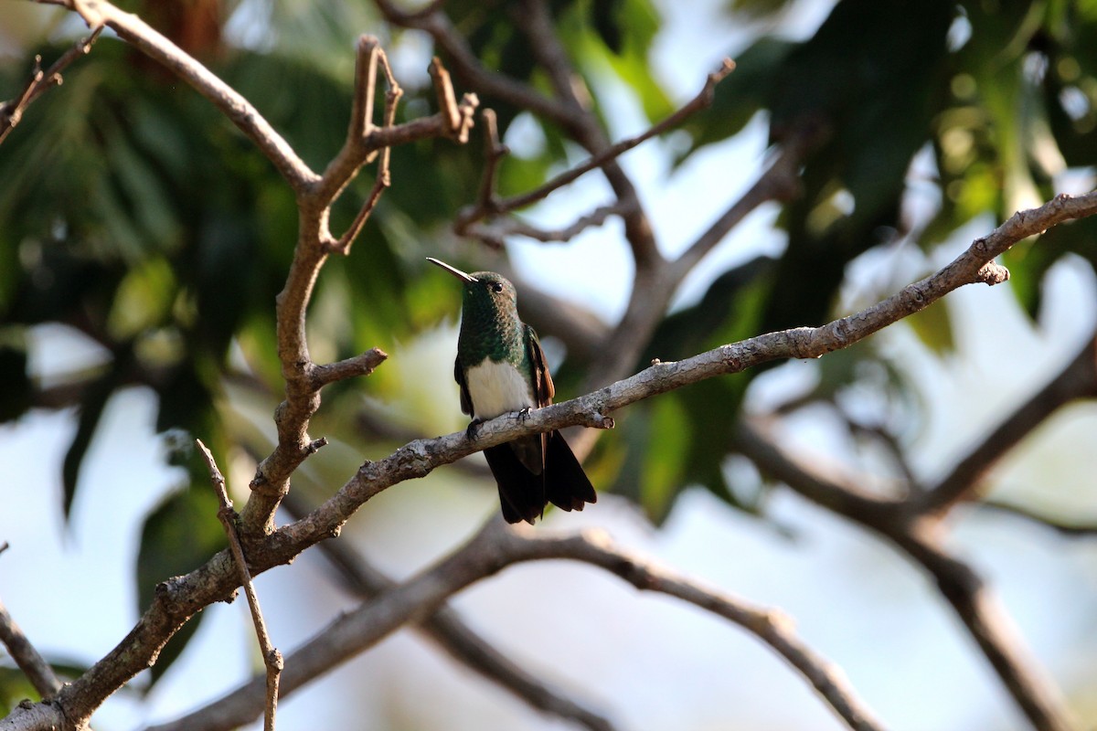 Snowy-bellied Hummingbird - ML167811361
