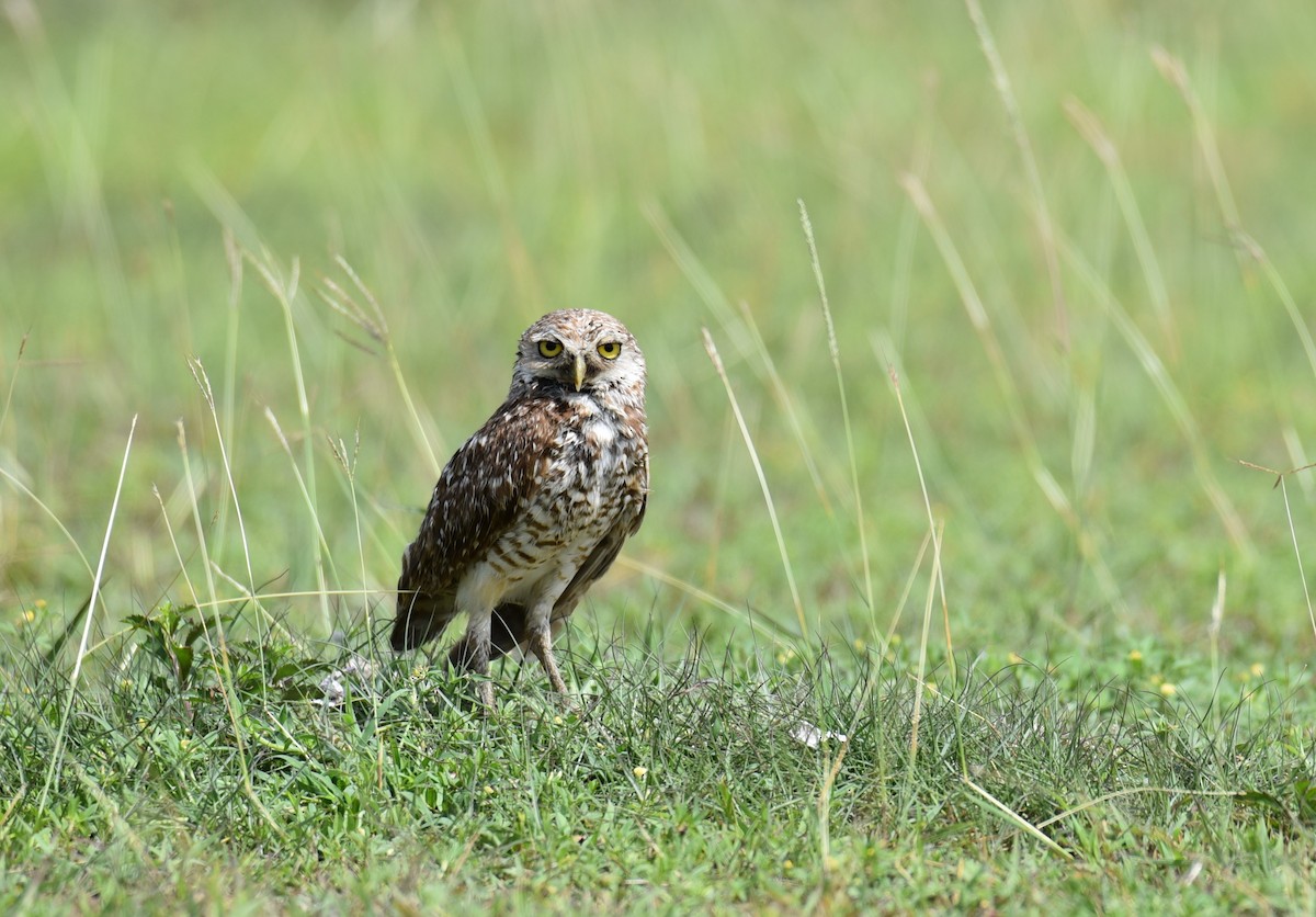 Burrowing Owl - Hannes Leonard