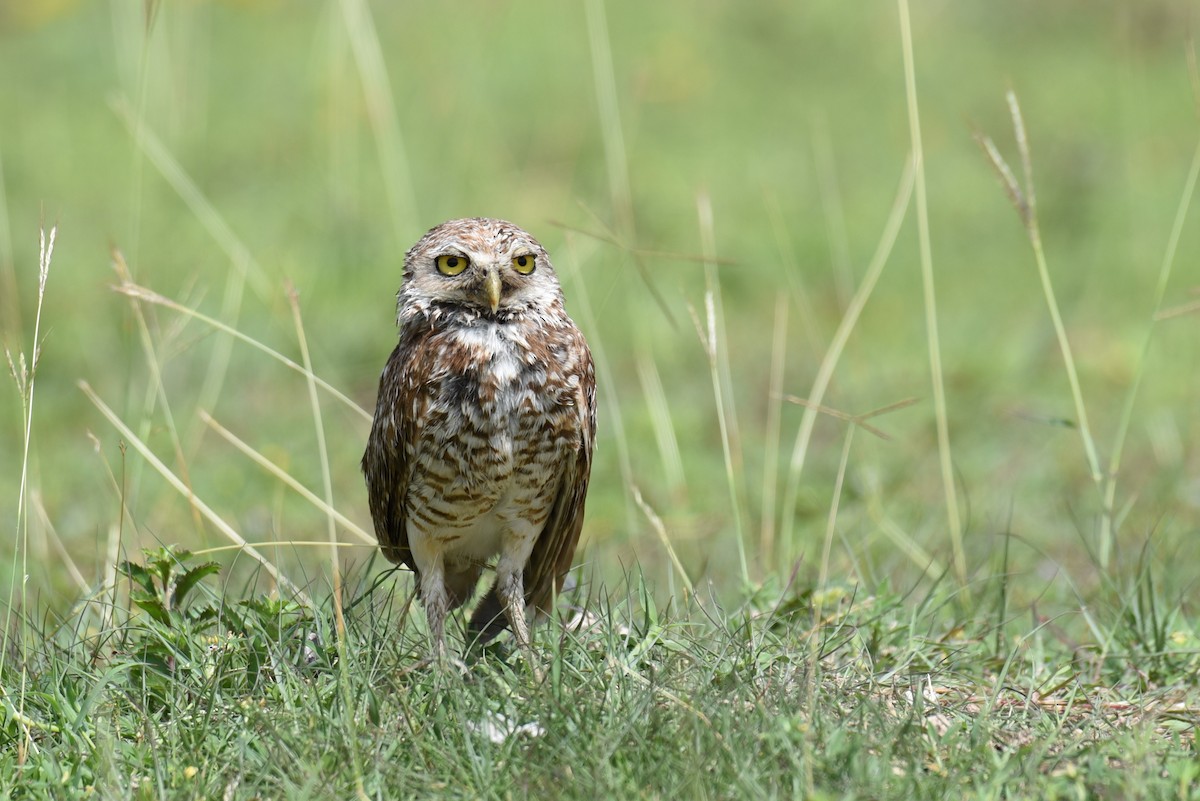 Burrowing Owl - ML167811911