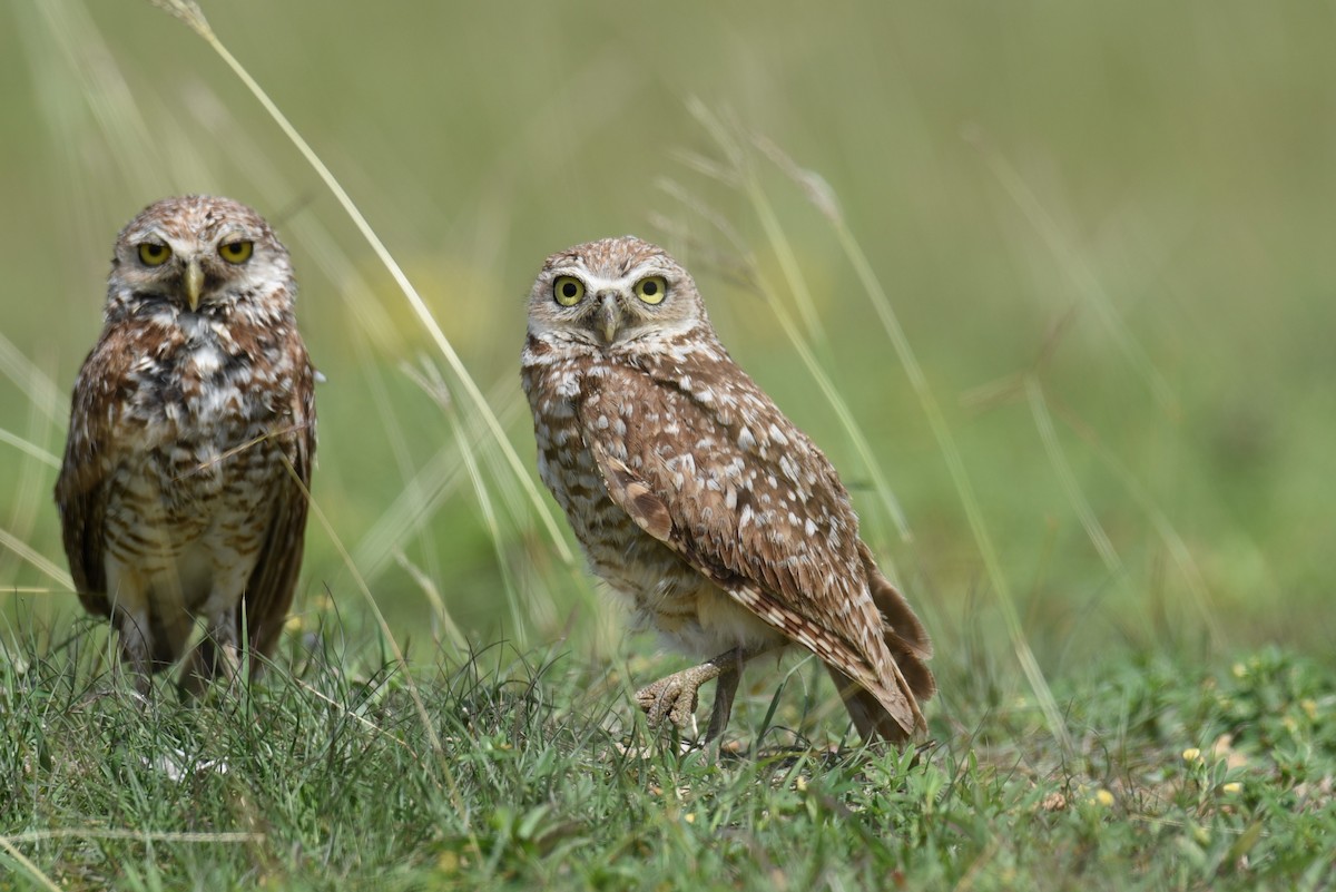 Burrowing Owl - Hannes Leonard