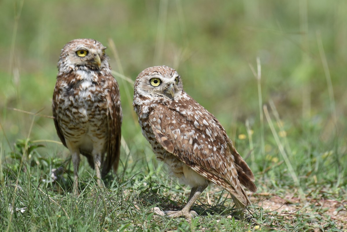 Burrowing Owl - ML167811931