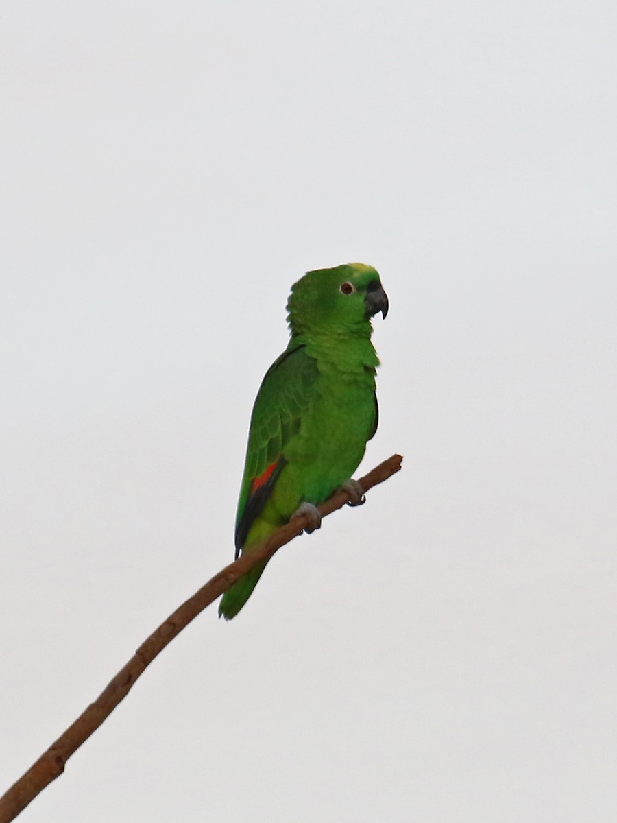 Yellow-crowned Parrot - ML167812091