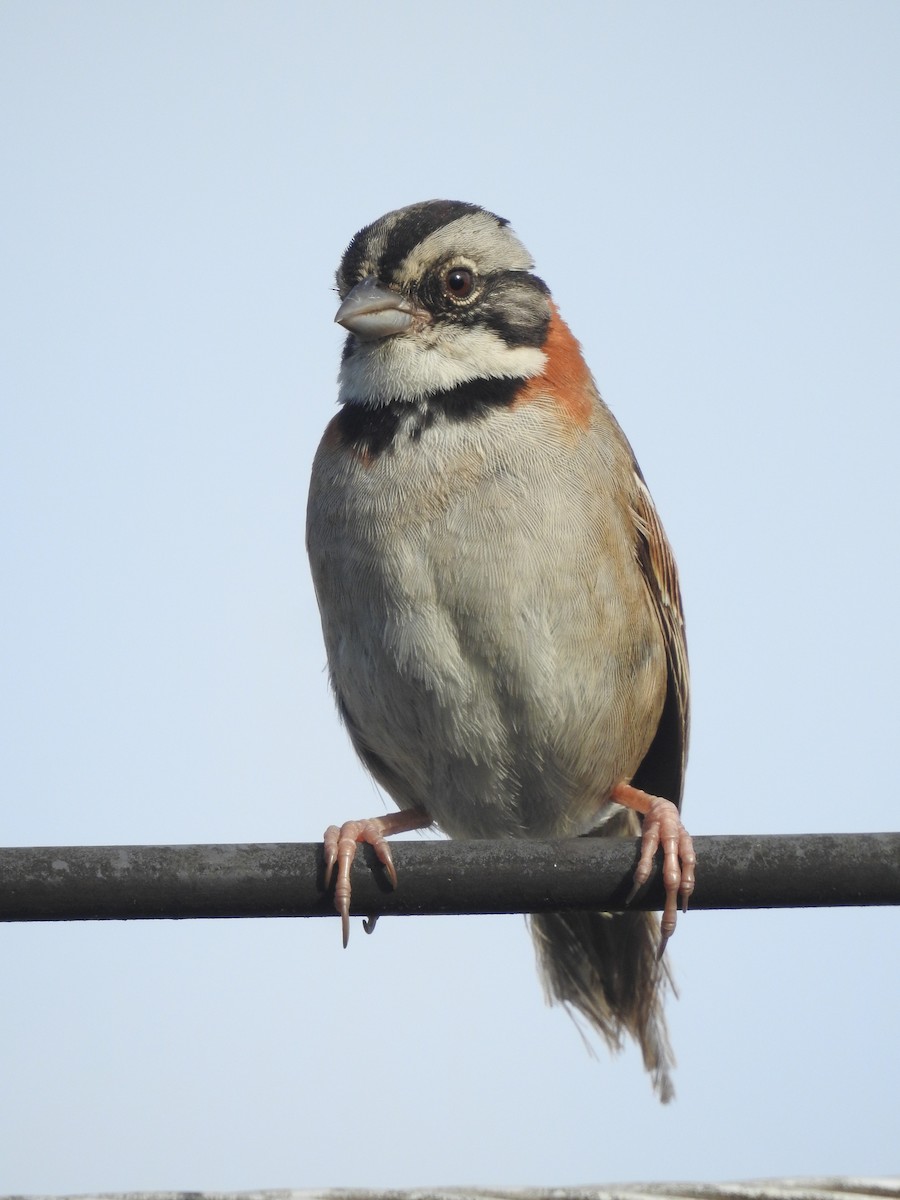 Rufous-collared Sparrow - ML167812361